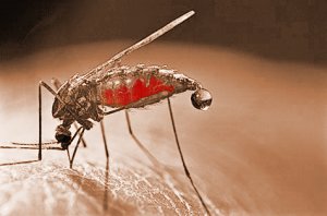 малярия