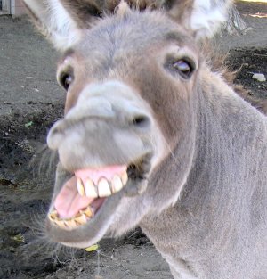 image: donkey