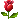 Red 

rose