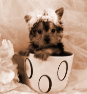 tea cup puppy